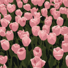 Картина по номерам  Draw Me! «Beautiful flowers», (20*20 см)