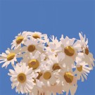 Картина по номерам  Draw Me! «Field daisies», (20*20 см)