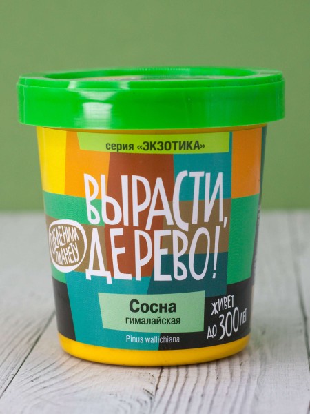 Набор для выращивания "Сосна гималайская" 
