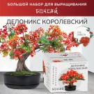 Набор д/создания бонсай "Сад Радости", "Делоникс королевский"