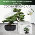 Набор д/создания бонсай "Сад Радости", "Сосна японская"