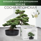 Набор д/создания бонсай "Сад Радости", "Сосна японская"