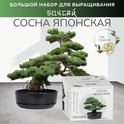 Набор д/создания бонсай "Сад Радости", "Сосна японская"