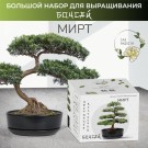 Набор д/создания бонсай "Сад Радости", "Мирт"